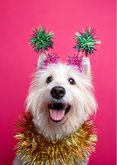 Grappige roze nieuwjaarskaart met hond your year to sparkle 2