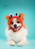 Grappige verjaardagskaart 'holy crab zo oud' hond als krab  2