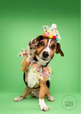 Grappige verjaardagskaart hondje feestmuts en pootje 2