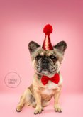 Grappige verjaardagskaart van franse bulldog met feestmuts 2