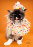 Grappige verjaardagskaart van grumpy kat met feestkleding 2