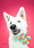 Grappige verjaardagskaart van herdershond met lolly 2