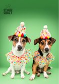 Grappige verjaardagskaart van hondjes met feestkleding 2