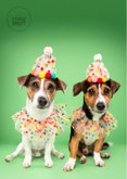 Grappige verjaardagskaart van hondjes met feestkleding 2