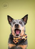 Grappige verjaardagskaart van schrikkende hond leeftijd 2