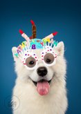 Grappige verjaardagskaart witte hond met feesthoed 2