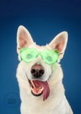 Grappige vrolijke verjaardagskaart van hond met zonnebril 2