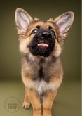 Grappige wenskaar van hond met tong, kus door de brievenbus 2