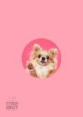 Grappige wenskaart chihuahua trots 2