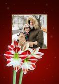 Kerstkaart fleurige amaryllis bloem 2
