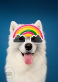 Leuke LGBTQI verjaardagskaart witte hond met regenboogbril 2