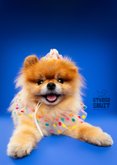 Leuke verjaardagskaart van hondje met confetti kleding 2