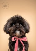 Lieve bedankkaart van zwart hondje met roze strik om nek  2