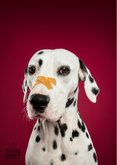 Lieve beterschapskaart van dalmatier met pleister 2