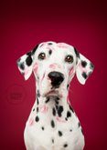 Lieve kaart van dalmatiër met 101 kusjes voor jou 2