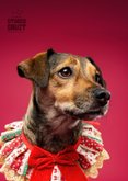 Lieve kerstkaart van hondje met kerstkraagje aan 2