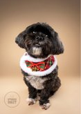 Lieve schattige kerstkaart boomer hondje met kerstsjaal 2