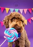 Lieve verjaardagskaart hond met lolly en slingers  2