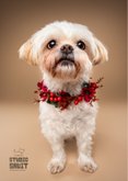 Lieve verjaardagskaart van boomer hondje met bloemenkrans 2