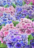 Mooie bloemenkaart met geschilderde hortensia's 2