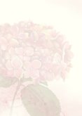Rouw-bedankkaart hortensia roze 2