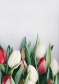 Rouwkaart met foto van bos tulpen Achterkant