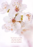Rouwkaartje met kersenbloesem in bloei lichtroze 2