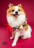 Schattig vrolijke kerstkaart pomsky met kerstkrans om 2