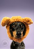 Schattige beterschapskaart van teckel met berenmuts knuffel 2