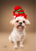 Schattige kerstkaart van boomer hondje met kerstmuts op  2