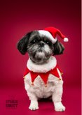 Schattige kerstkaart van boomer hondje met kerstmuts 2