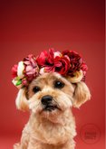 Schattige moederdagkaart van hondje met bloemenkrans 2