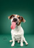 Schattige verjaardagskaart hondje dikke zoen 2