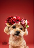 Schattige verjaardagskaart van hondje met bloemenkrans 2