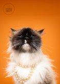 Schattige verjaardagskaart van kat met parelketting 2