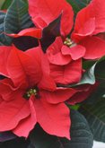 Sterkte kaart met foto van rode poinsettia plant 2