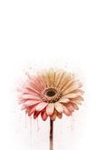 Sterktekaart gerbera zacht roze textuur 2