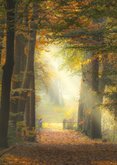 Sterktekaart herfstbos met zonnestralen 2