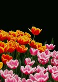 Sterktekaart rood roze gele tulpen 2
