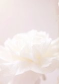Subtiele condoleancekaart met witte bloem 2