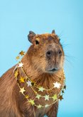 Verjaardagskaart humor met capybara lichtblauw 2