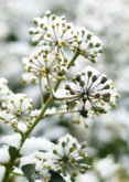 Verstilde condoleancekaart bloeiende klimop met sneeuw 2