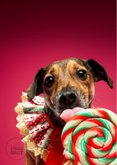 Vrolijke kerstkaart van hondje met lolly en kraagje 2