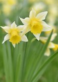 Vrolijke paaskaart met een natuur foto van gele narcissen 2