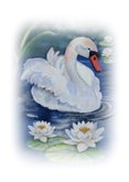 Wenskaart witte zwaan met waterlelies 2