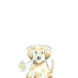 Beterschap - Labradoodle met bloem 2