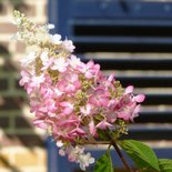 Bloemenkaart hortensia in de tuin 2