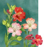 Bloemenkaart met boeket Alstroemeria 2