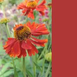 Bloemenkaart - Rode margriet 2
