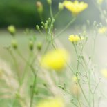 Condoleance - gele bloemen sterkte  2